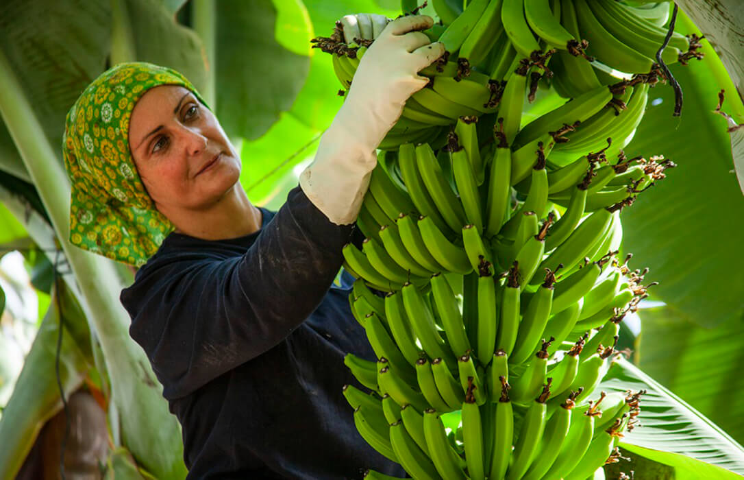 Plátano de Canarias reduce su Huella de Carbono más de un 50% desde 2013, según la verificación de AENOR