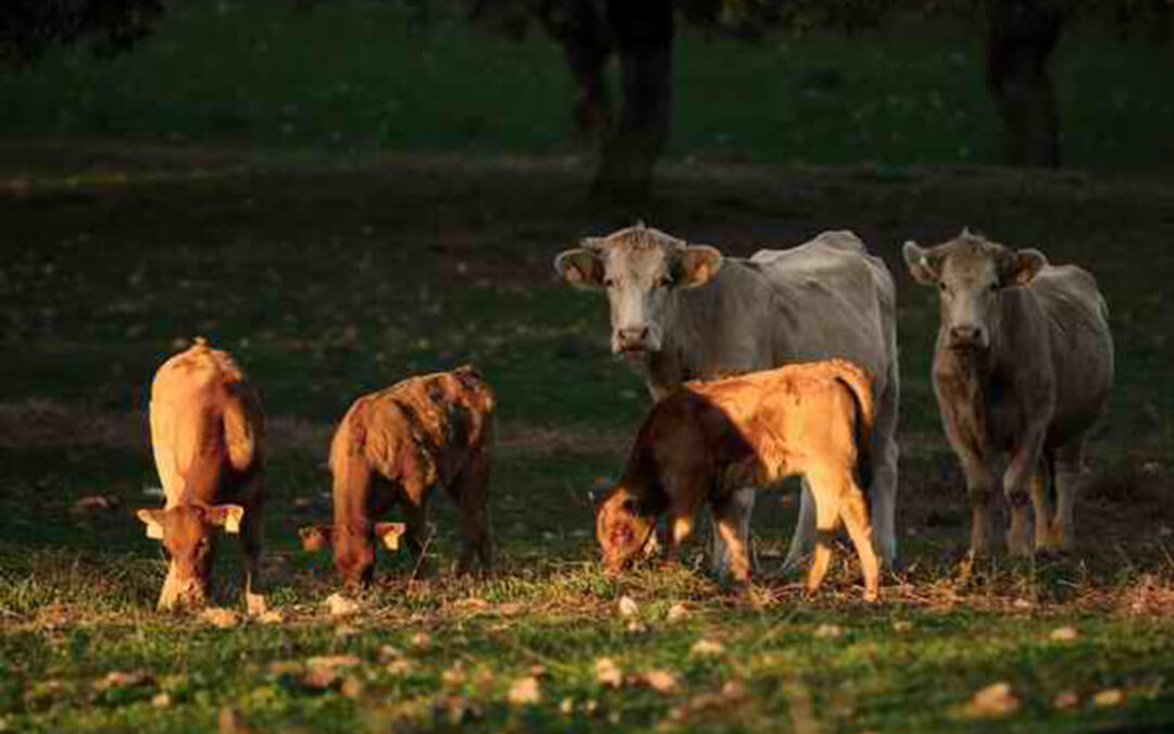 El sector de la Carne de Vacuno de Europa estrecha lazos comerciales en Portugal