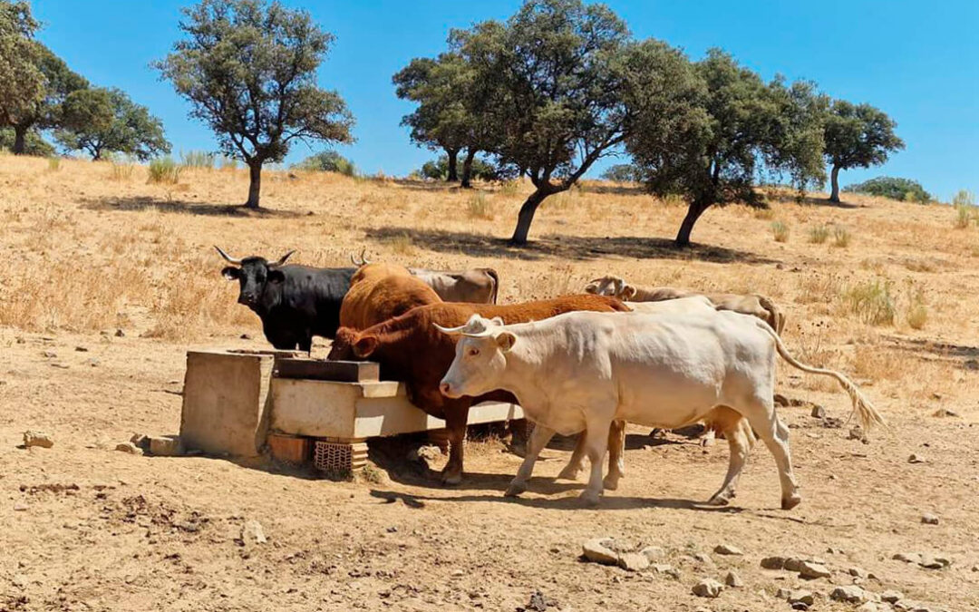 Instan a incluir a la ganadería extensiva en las medidas del Plan SOS de la sequía de Andalucía