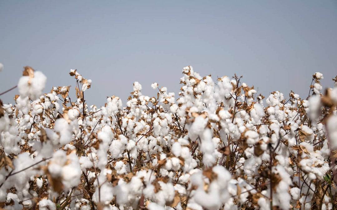 Andalucía lidera lo que puede ser una revolución en el sector algodonero: crear una marca de calidad propia