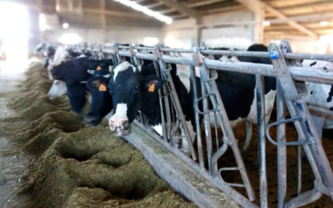 El  precio de la leche en Asturias alcanza en máximo histórico al rozar los 50 céntimos (49,7 céntimos por litro)