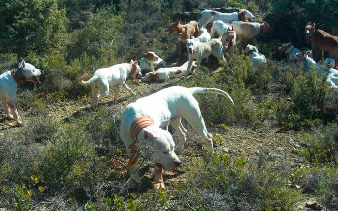 Campaña de Podemos para forzar a la retirada de la enmienda que salva a los perros de caza de la Ley de Bienestar Animal