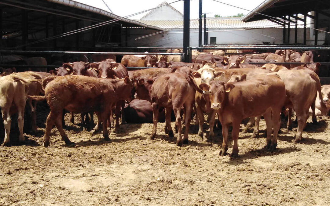 Solicitan el anticipo del 70% de las ayudas asociadas a la ganadería ante del 31 de diciembre para hacer frente a los altos costes del pienso