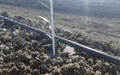 Agbar Agriculture elabora un manual para optimizar la gestión del agua para riego gracias a un estudio desarrollado junto a la Universidad de Córdoba