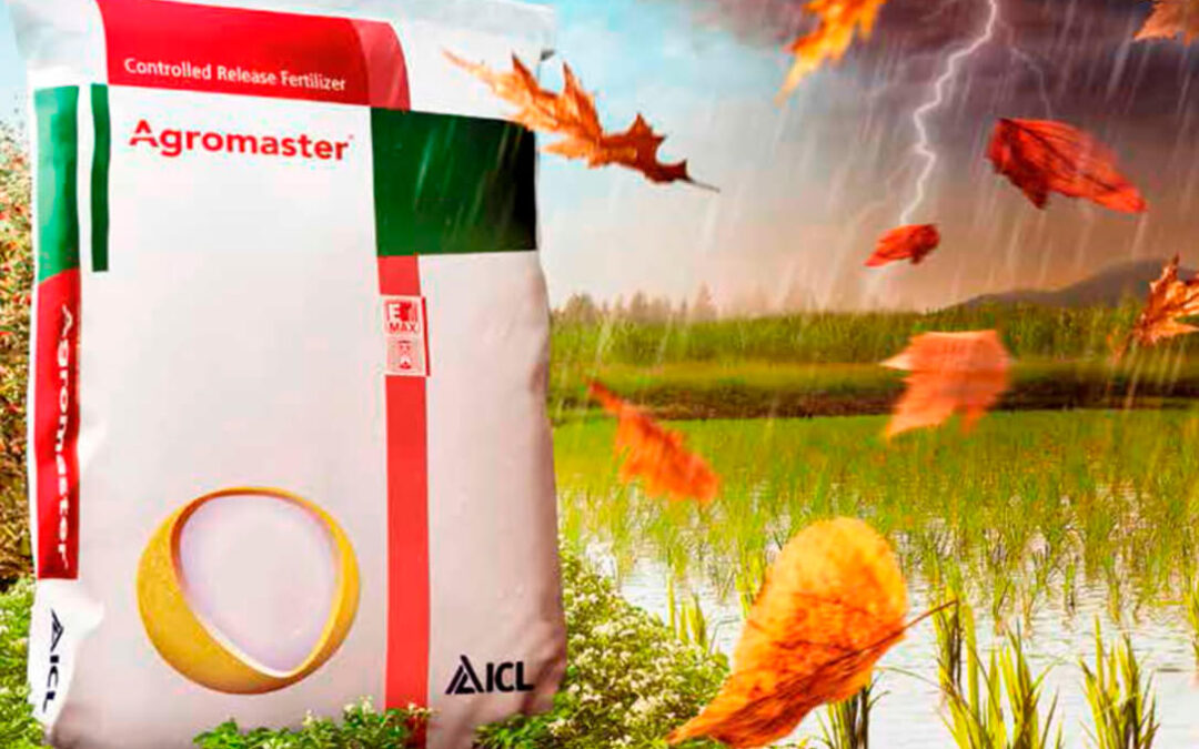 Agromaster con Polysulphate, la combinación perfecta de nutrientes en cereal que aumenta la producción de forma sostenible