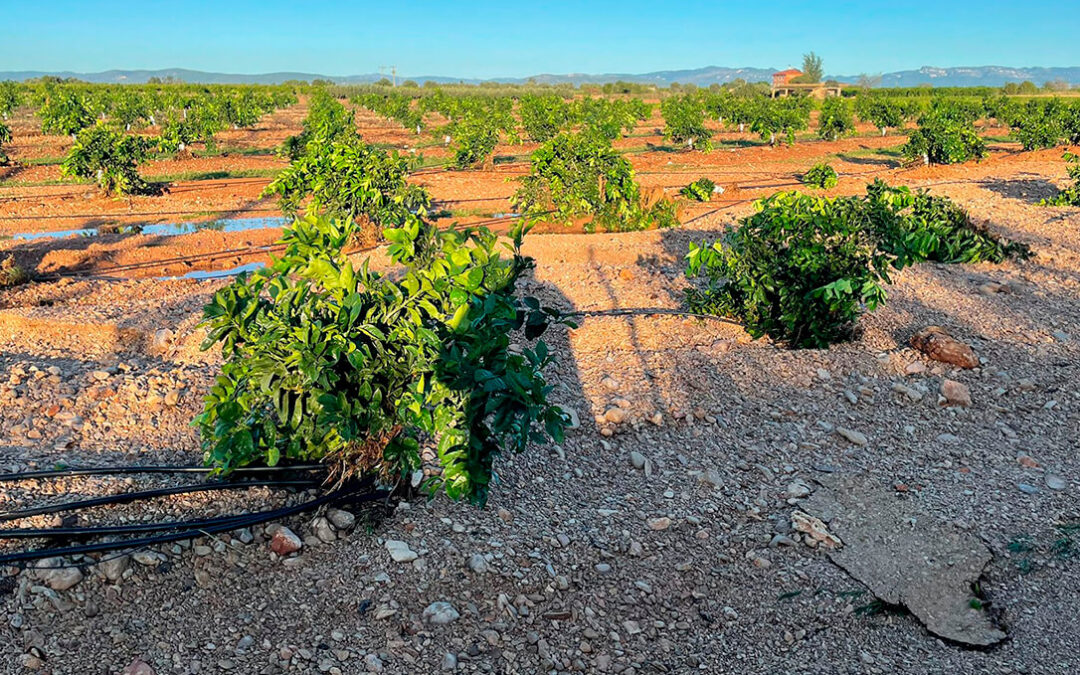 Agroseguro rebaja a la mitad los daños provocados por la DANA en producciones agrícolas de la C. Valenciana