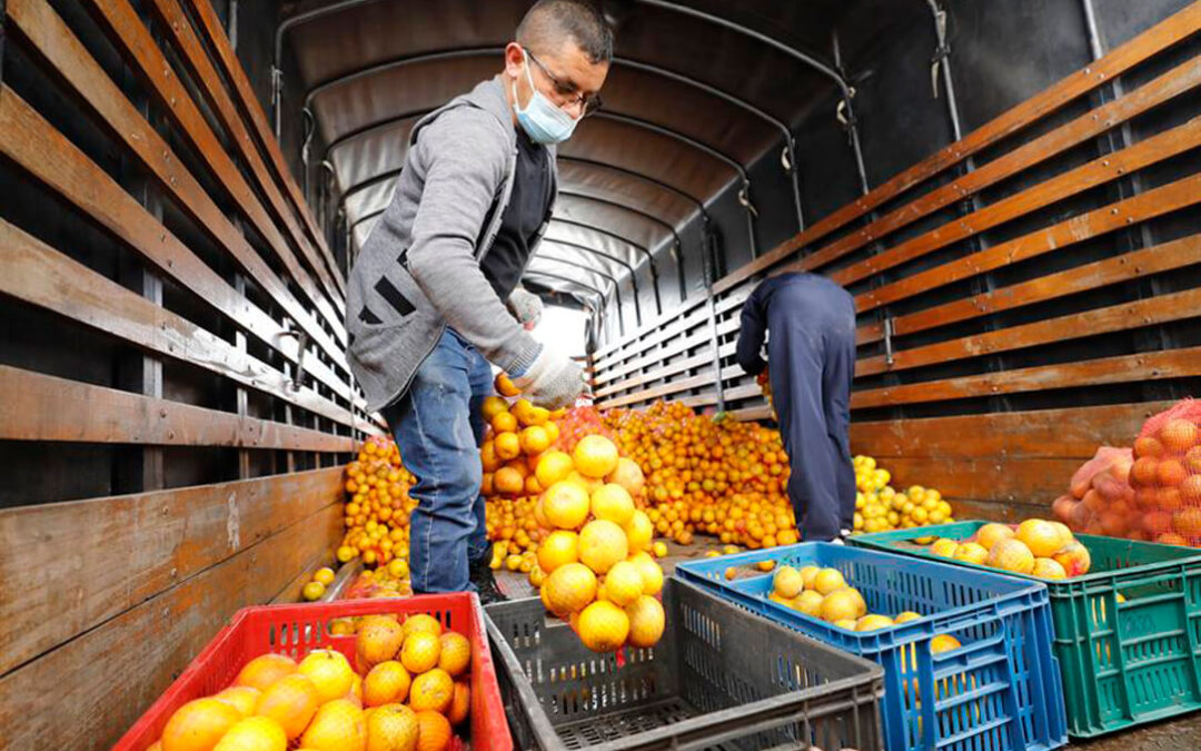 Comienza la recolección de la naranja en Andalucía con un descenso de la producción y a solo 0,24 y 0,28 €/Kg para la primera calidad
