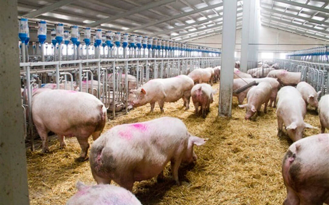 Planas insiste en su propuesta de una fertilización sostenible y anima al sector porcino a usar sus estiércoles y purines