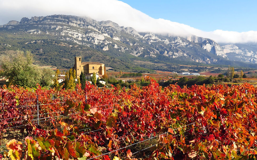 El Ministerio respalda la exclusividad de los viñedos en la DOCa Rioja que Euskadi rechaza