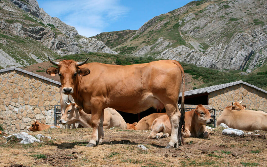 Los ganaderos de montaña de León deben asumir un 85% de subida en los forrajes