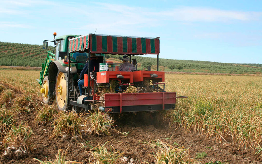 La superficie cultivada de ajo podría bajar más de un 25% al dispararse los costes y por la nueva normativa europea