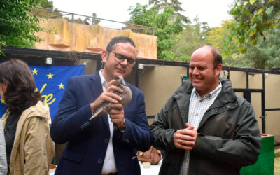 Colaboración entre el Zoo de Jerez y la Junta andaluza para salvar a las cercetas pardillas, la especie de pato más amenazada de Europa