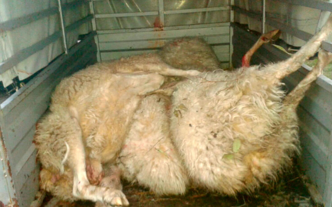 Castilla y León y Galicia denunciarán en Bruselas las políticas sobre el lobo y su impacto en la ganadería extensiva