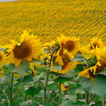 Corteva y bp crean Etlas, su nueva empresa que producirá aceites a partir de cultivos como colza, mostaza y girasol para fabricar biocombustibles