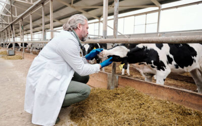 Veterinaria CEU, primera Facultad de Europa en incorporar la asignatura ‘One Health’ al plan de estudios