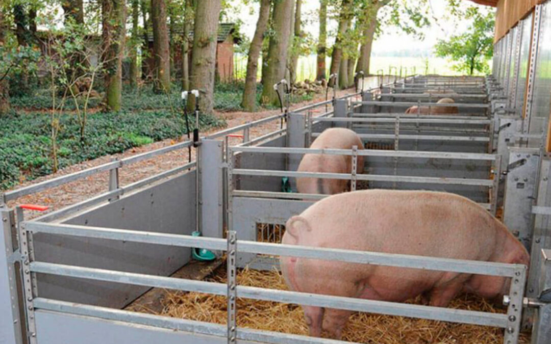 La ganadería ecológica de porcino y aves de corral podrá usar un 5% de piensos convencionales durante un año