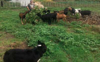 ‘A Chotiña’ impulsa la producción local sostenible de quesos gallegos y pide ayuda con el primer crowdfunding medioambiental