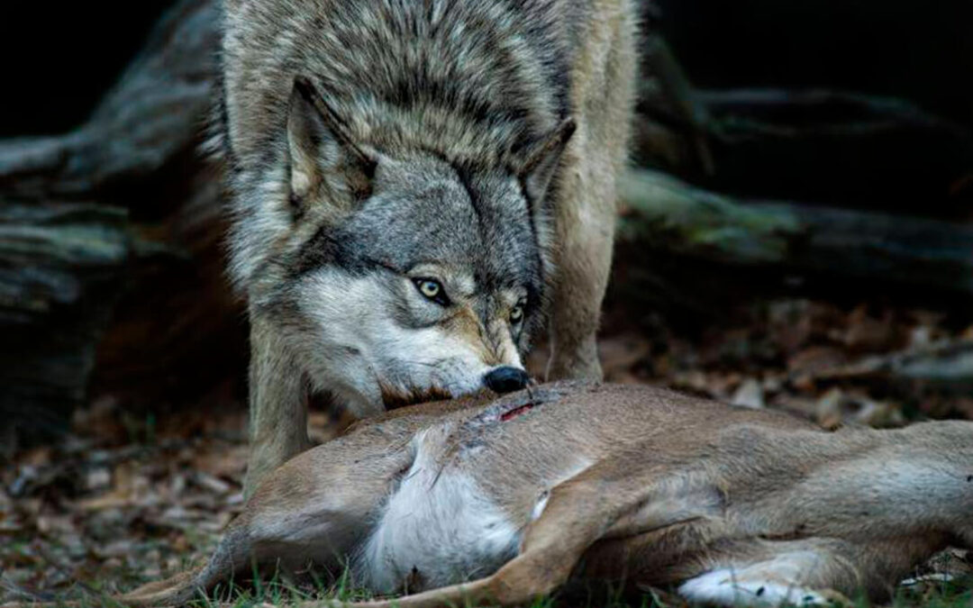 Ven irrisoria la actualización de las indemnizaciones por ataques de lobos, buitres y perros asilvestrados en la Comunidad de Madrid