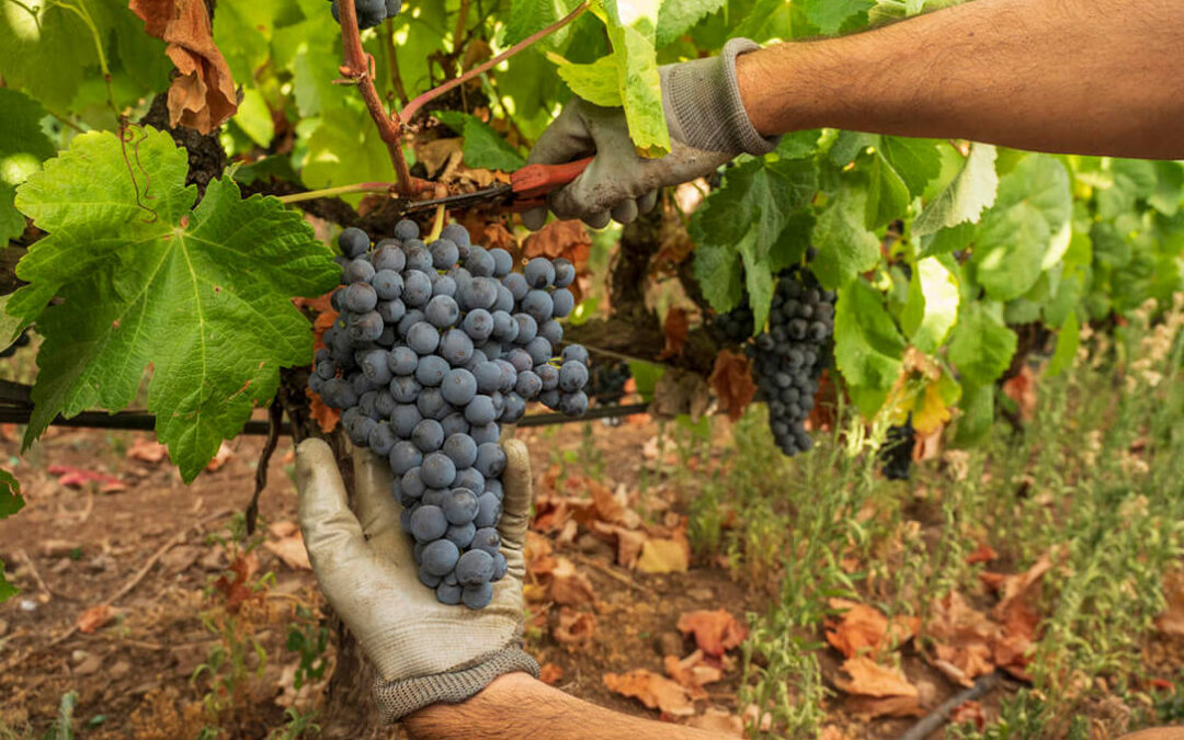 La Vendimia de la DO Gran Canaria 2022 concluye con más de un 67% de uva recogida que en 2021
