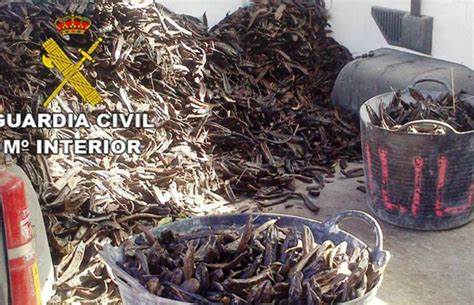 La Guardia Civil cerca el negocio de robar algarrobas: 114 toneladas incautadas en cuatro operaciones de un cultivo que cotiza al alza