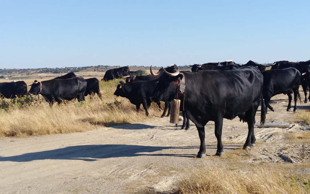 Extremadura endurece las condiciones para la trashumancia de las explotaciones ganaderas familiares de ganado vacuno de Avila