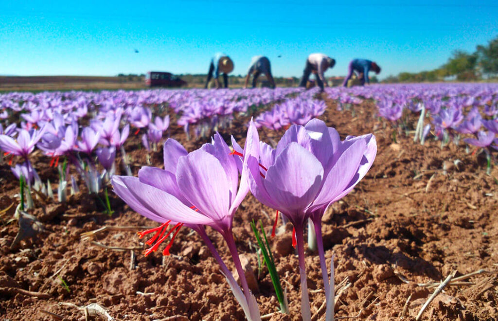 La cosecha de 2022 en la zona de producción DOP Azafrán de La Mancha finaliza con 462,15 kilogramos recolectados