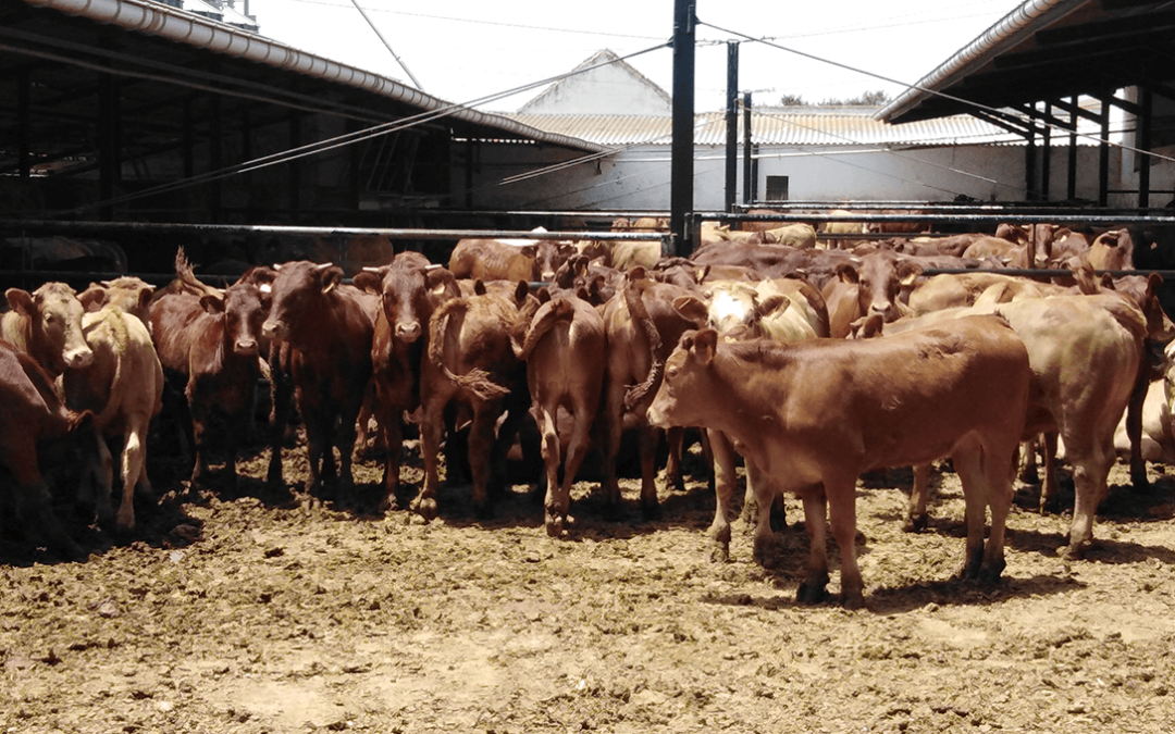 El Gobierno limita el tamaño de las granjas de vacuno establece una capacidad máxima de 850 unidades de ganado