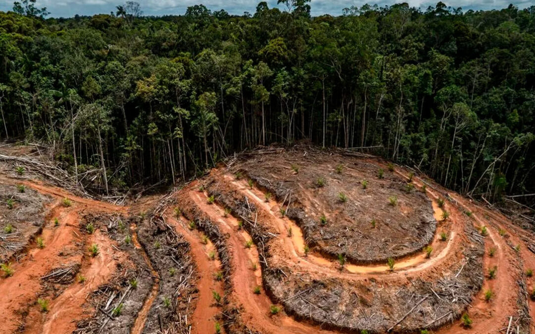Acuerdo en la UE para prohibir productos que contribuyan a la deforestación incluyendo aceite de palma, ganado o soja