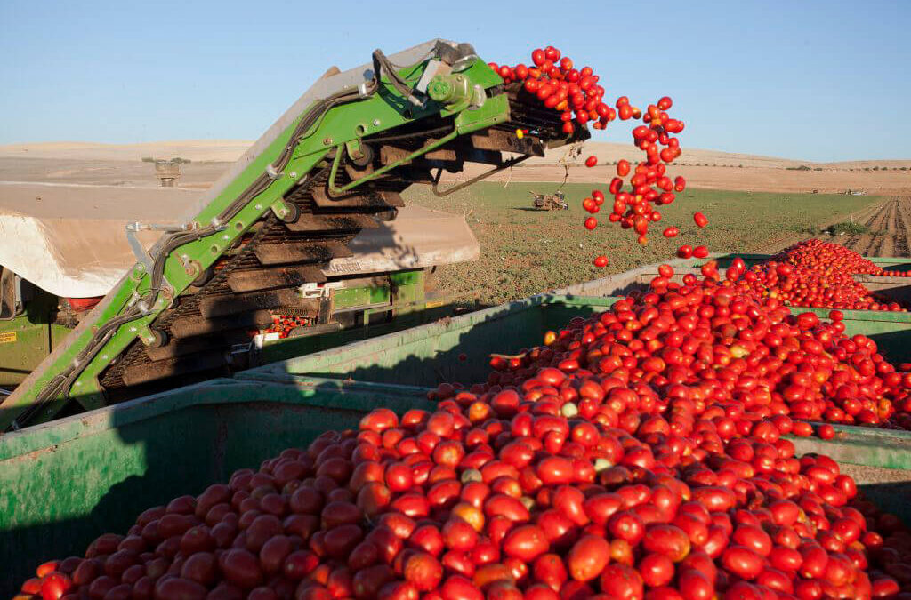 La sequía y las plagas hunden el tomate para industria y piden que se autorice excepcionalmente el uso del 1,3 Dicloropropeno
