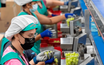 El Perte Agroalimentario ya tiene fecha: el plazo para solicitar las ayudas de 510 millones de euros arranca el 23 de enero