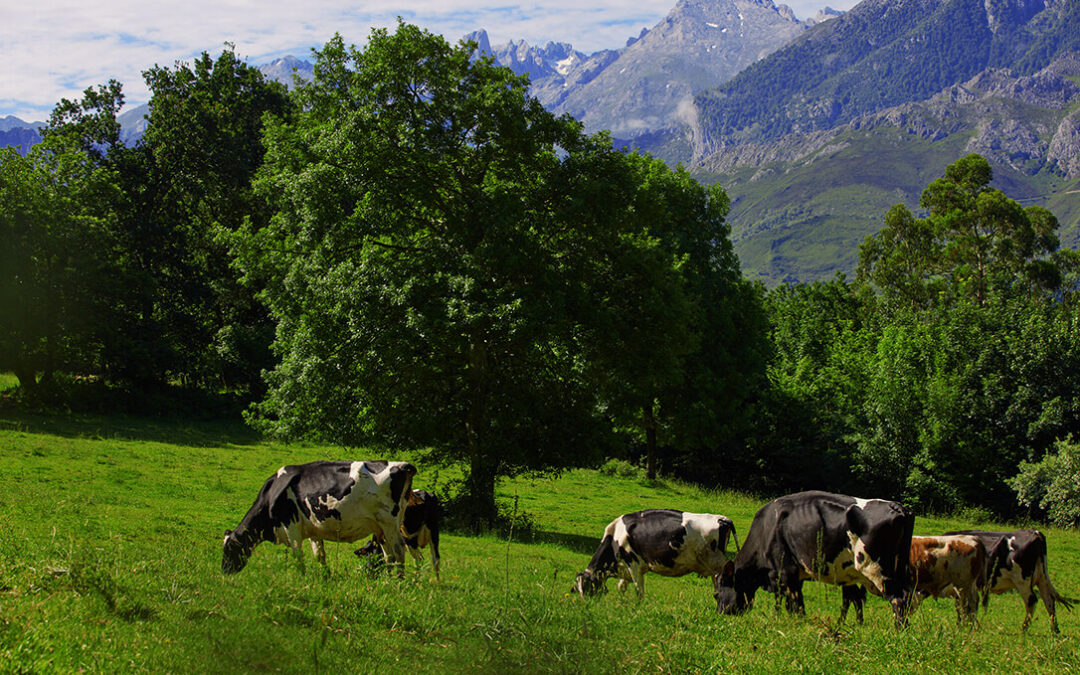 Lácteos sostenibles: Expertos de referencia destacan las ventajas competitivas del sello europeo