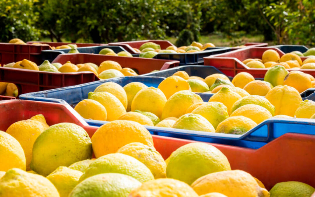 La UE aumenta hasta el 30% el control de pesticidas a los limones y pomelos turcos