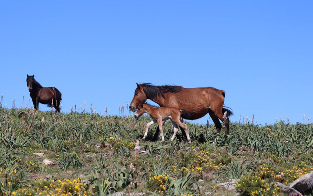 El cambio en el manejo tradicional de los caballos salvajes amenaza la biodiversidad del monte gallego