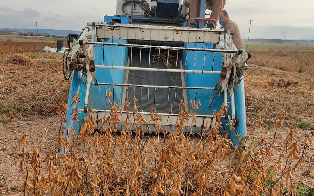 Sigue la caída libre en la tablilla cerealista de la lonja del Ebro con más oferta que demanda