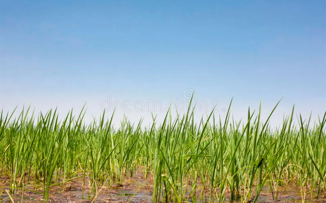 La Mesa del Arroz de Extremadura reclama los mismos derechos que el resto de agricultores en el reparto del agua de riego