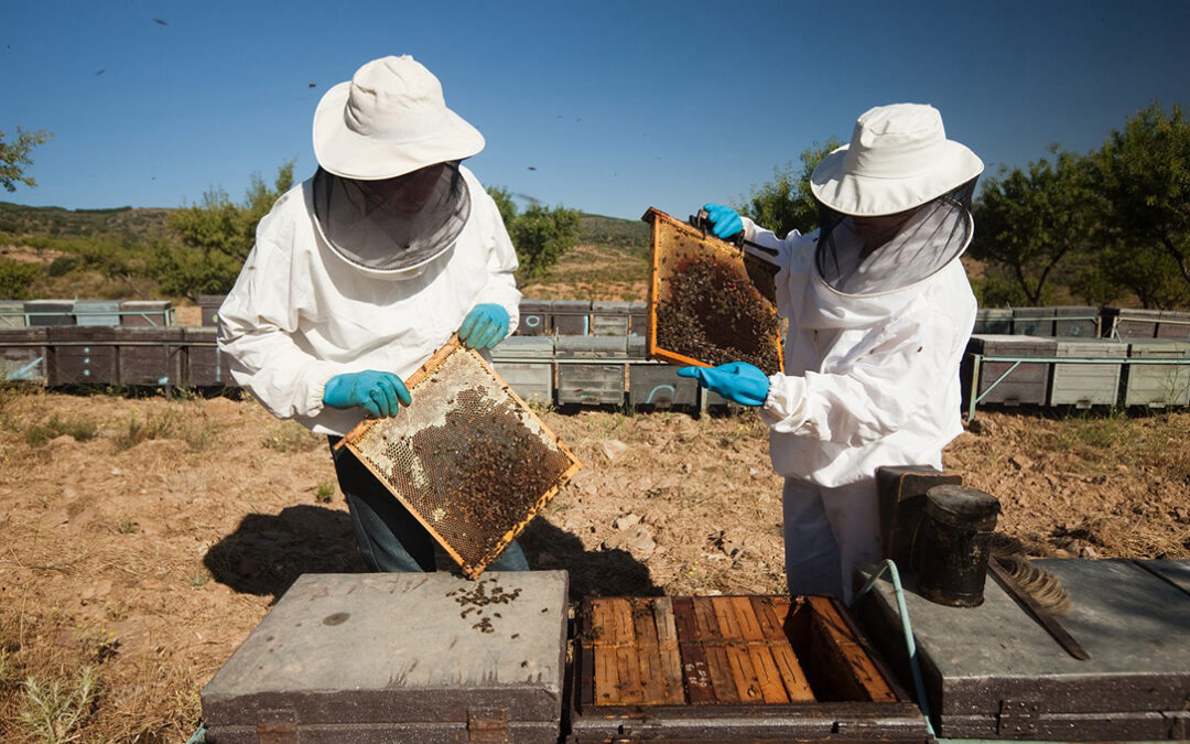 La crisis del sector apícola amenaza el futuro de la miel española: baja producción, menos precios y ni está en los lineales