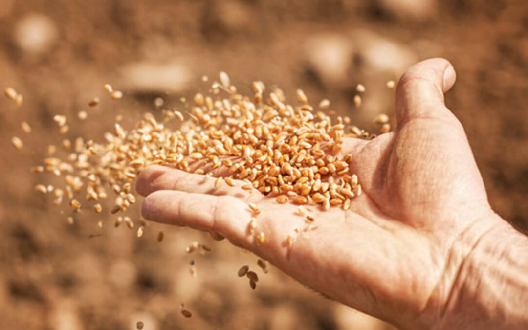 Para poder cumplir la PAC en las circunstancias actuales es necesario flexibilizar la comercialización de semillas entre agricultores