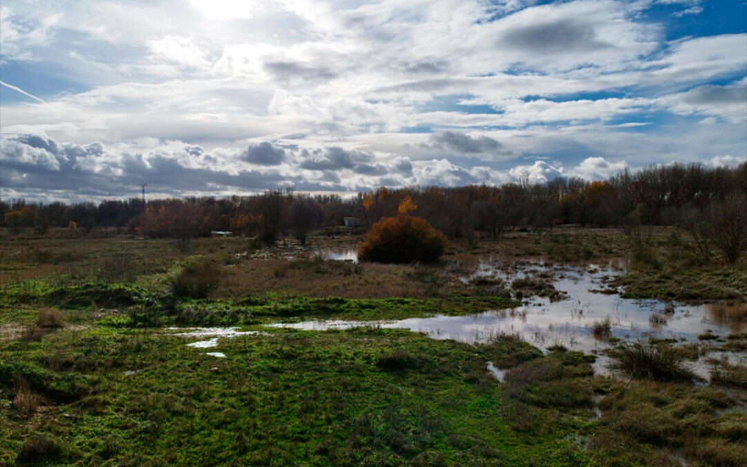 La lluvia hace renacer la laguna estacional recuperada por Heineken con el proyecto Jarama