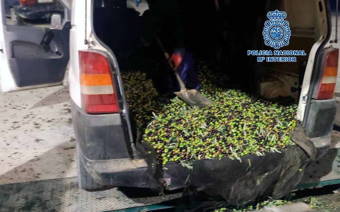 Detenidos al ser sorprendidos robando una tonelada de aceitunas en Antequera gracias a la denuncia de los guardas rurales