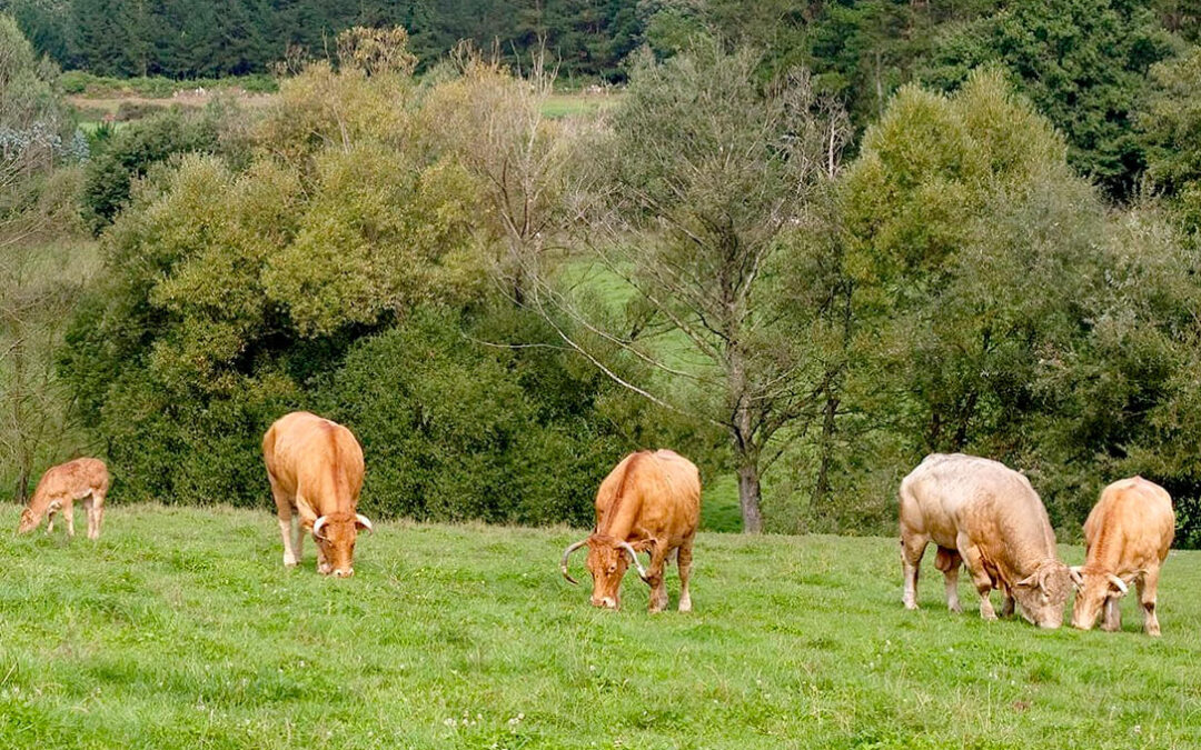 Los ganaderos de carne se rebelan contra la PAC: perderán entre 4 y 5.000 euros mientras se beneficia al de la leche