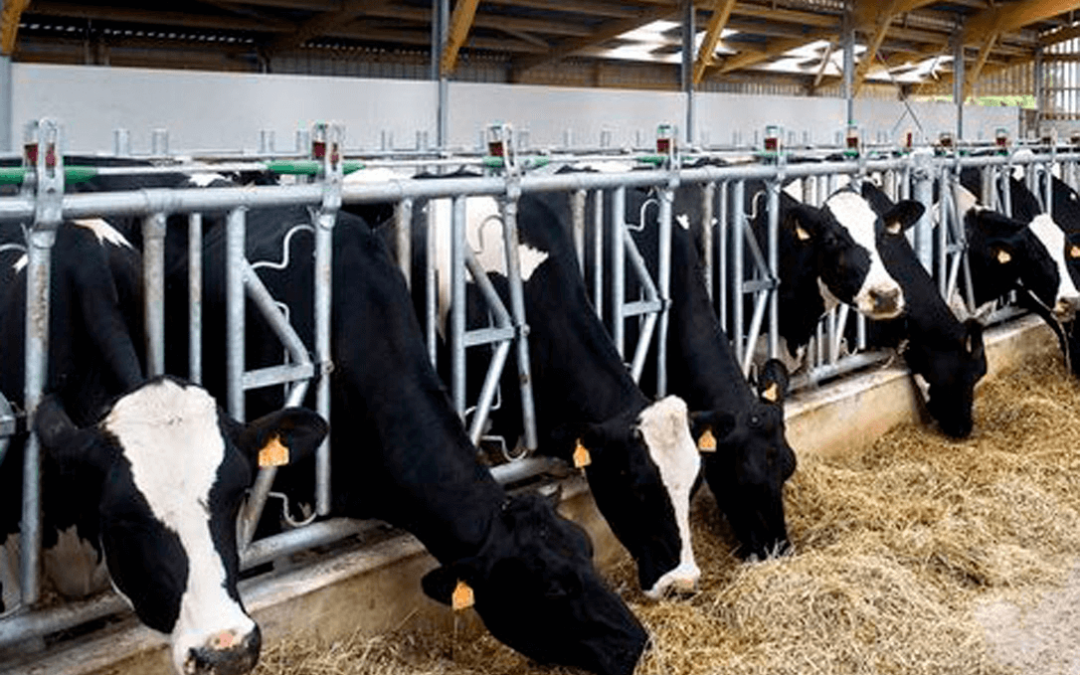 El sector del vacuno de carne y el de leche valora la ordenación pero ve pros y contras en los límites a las granjas