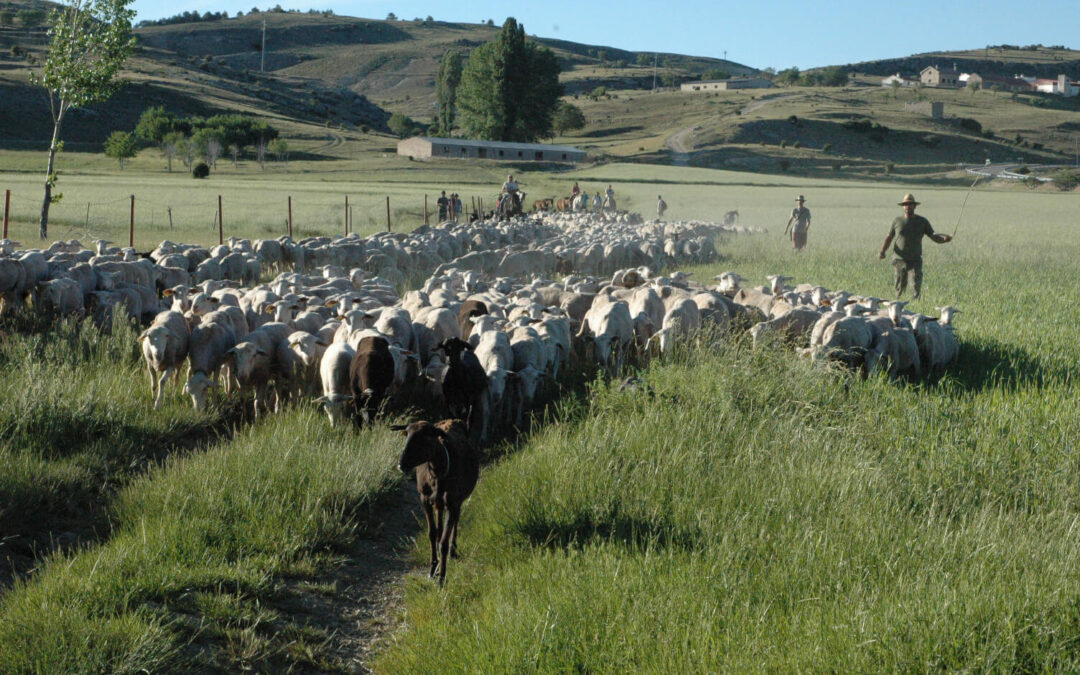 Viruela Ovina Caprina: la Junta levanta las restricciones en la comercialización del ovino y caprino segureño en Granada y Almería