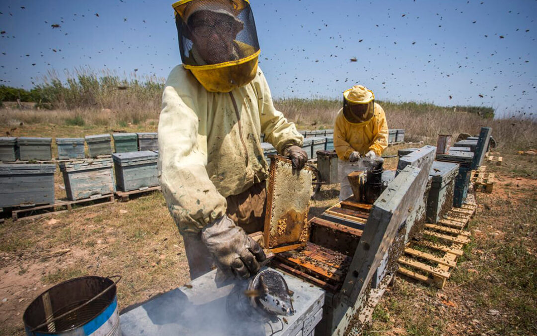 Promueven la constitución de una asociación que proteja la abeja negra ibérica como especie autóctona