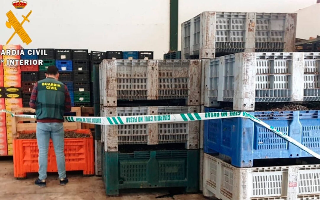 La Guardia Civil interviene 22.300 kilos de aceituna presuntamente robada en distintos puntos de recepción