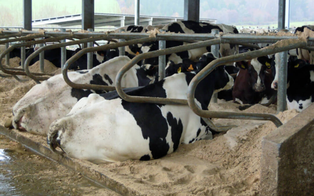 Las consecuencias de la bajada del IVA para el sector lácteo: «Estamos financiando las medidas electorales del Gobierno»