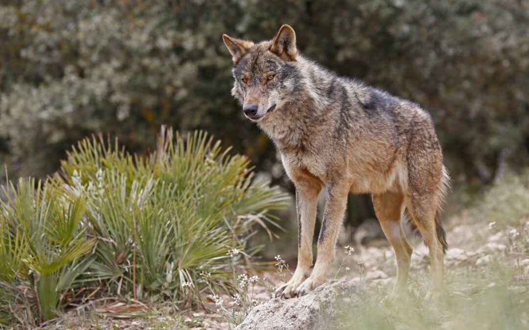Se oponen a prorroga la medida que permite ahuyentar a los lobos de los Picos de Europa porque solo trasladan el problema a otros concejos