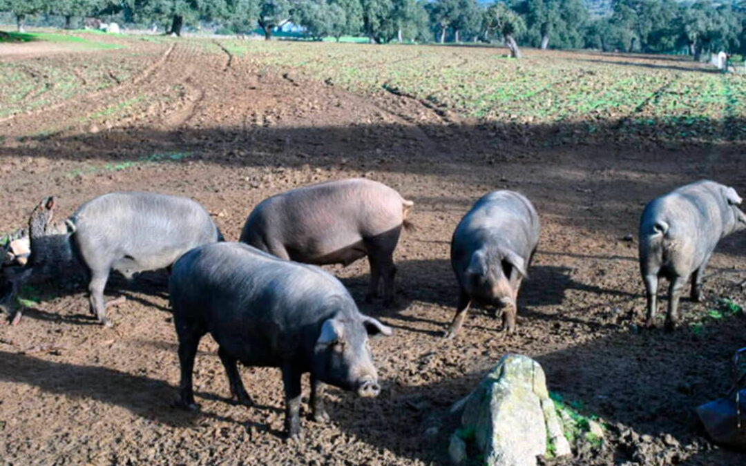 El porcino ibérico solicita cambios en los criterios de las ayudas para respaldar a las pequeñas y medianas explotaciones
