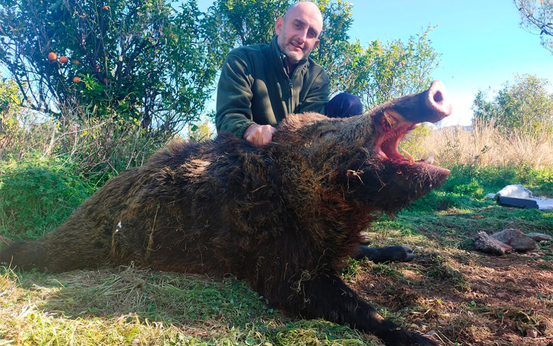Un cazador de Villalonga captura un jabalí de 120 kilos de peso que tenía atemorizados a vecinos y agricultores