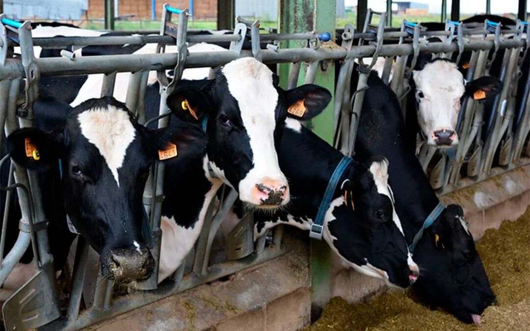 Concentración láctea: Las cooperativas COVAP y ALBA avanzan para la comercialización del 88% de la leche andaluza