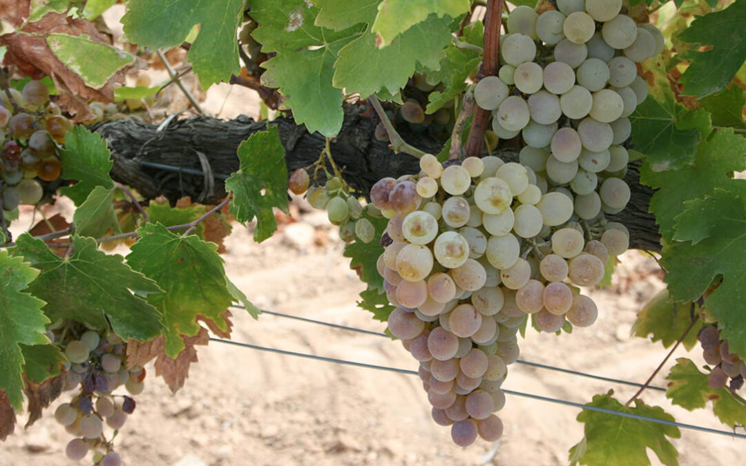 La obligación de la PAC de mantener cubiertas vegetales vivas entre octubre y marzo «haría inviable el cultivo de la viña»